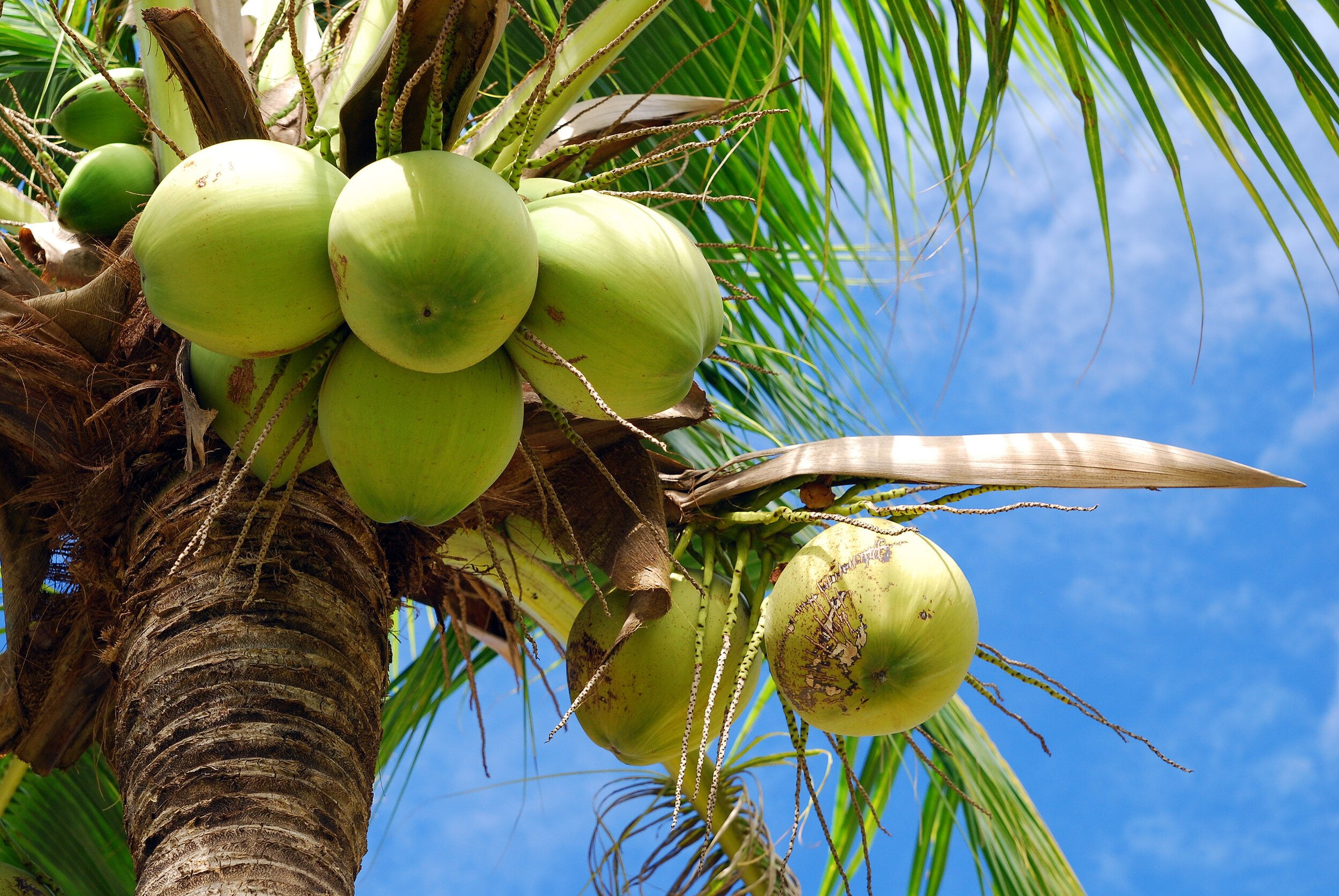 The Many Uses of the Coconut Tree: A Goldmine for Farmers!