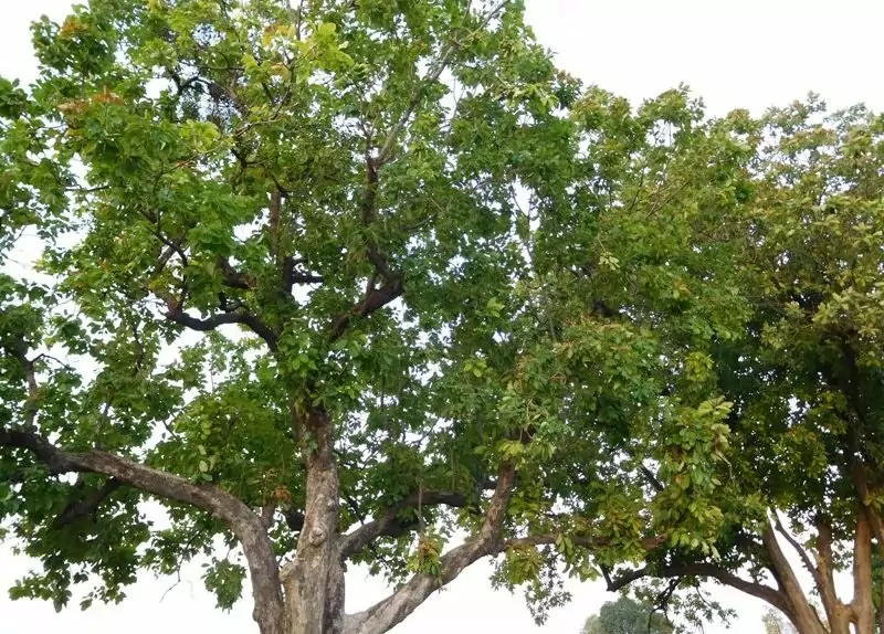 The Mahua Tree: Tamil Nadu’s Native Tree with Countless Benefits!