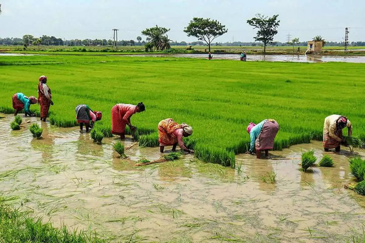 Suitable Paddy Varieties for Kuruvai Season!