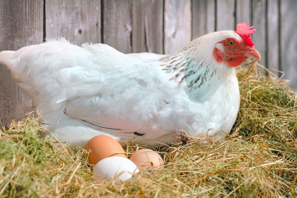 Misconceptions About Broiler Chicken and Eggs!