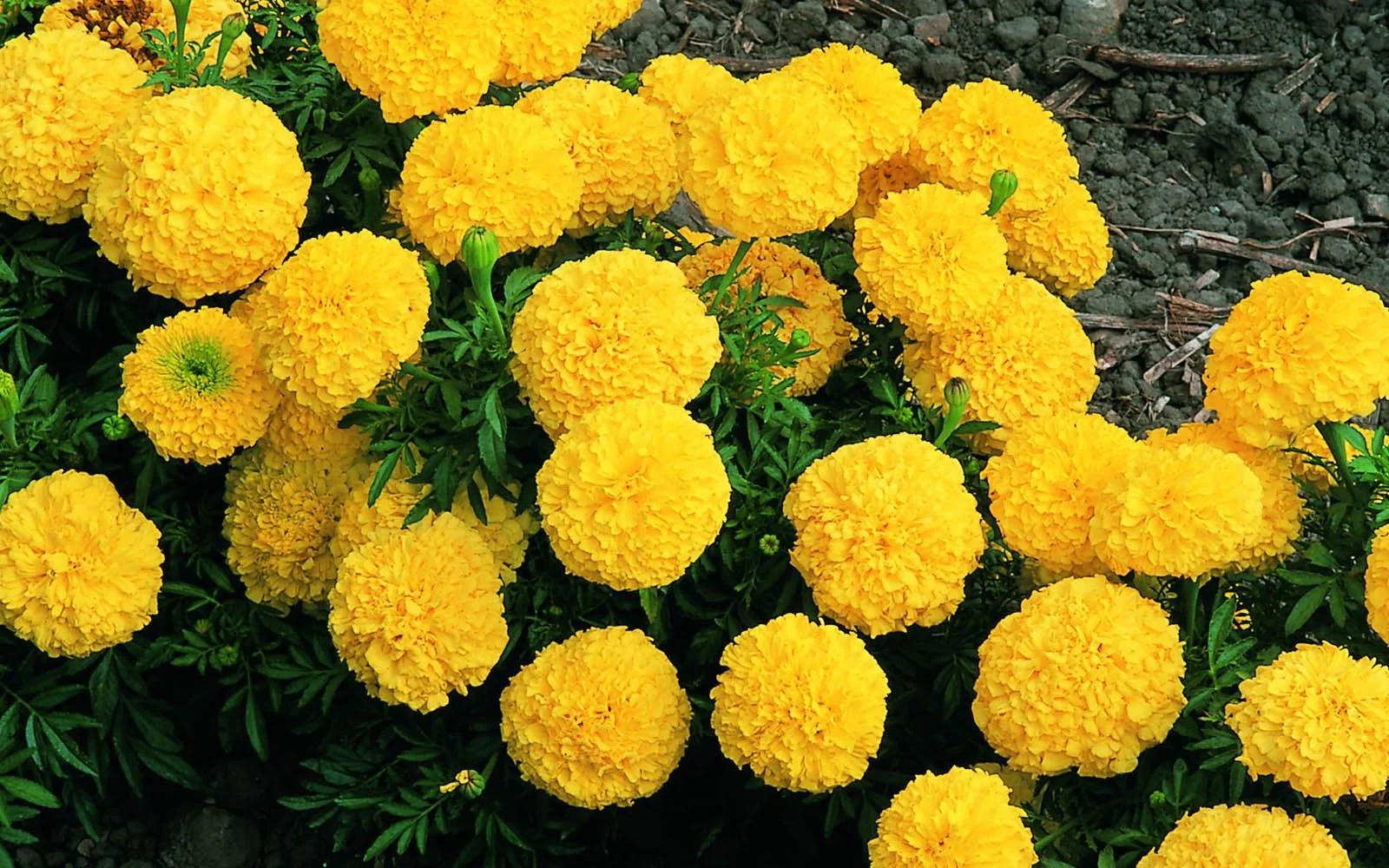 Marigold Cultivation!