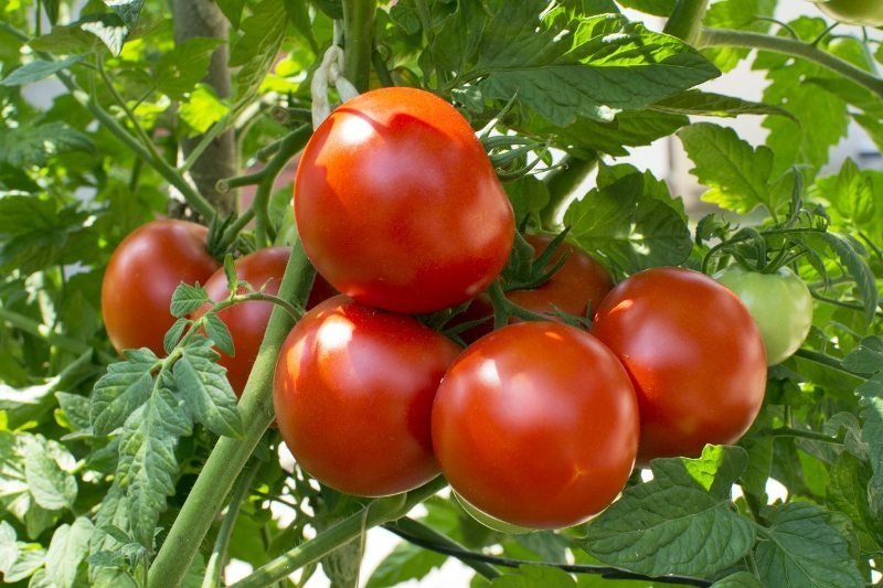 Achieving High Tomato Yields!