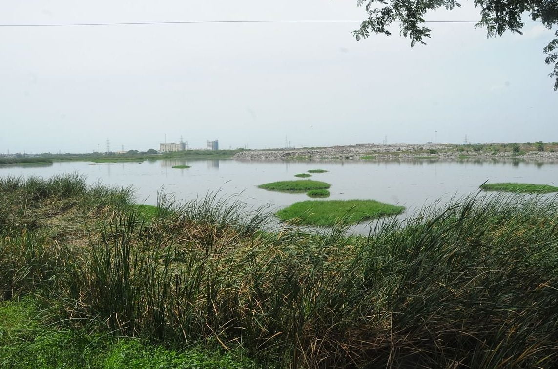 The Role of Constructed Wetlands in Wastewater Treatment!