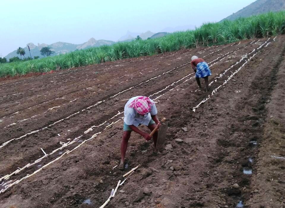 Sugarcane Planting Methods!