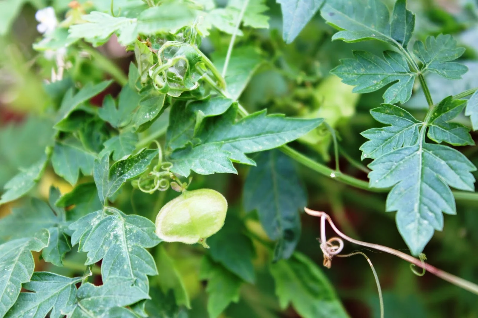 Medicinal Benefits of Mudakathan Keerai!