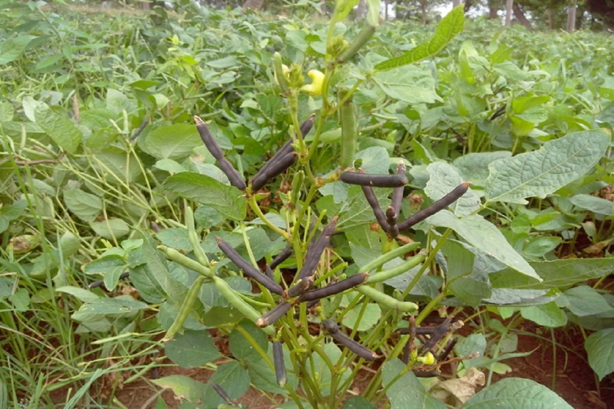 Diseases Affecting Black Gram and Green Gram Crops!