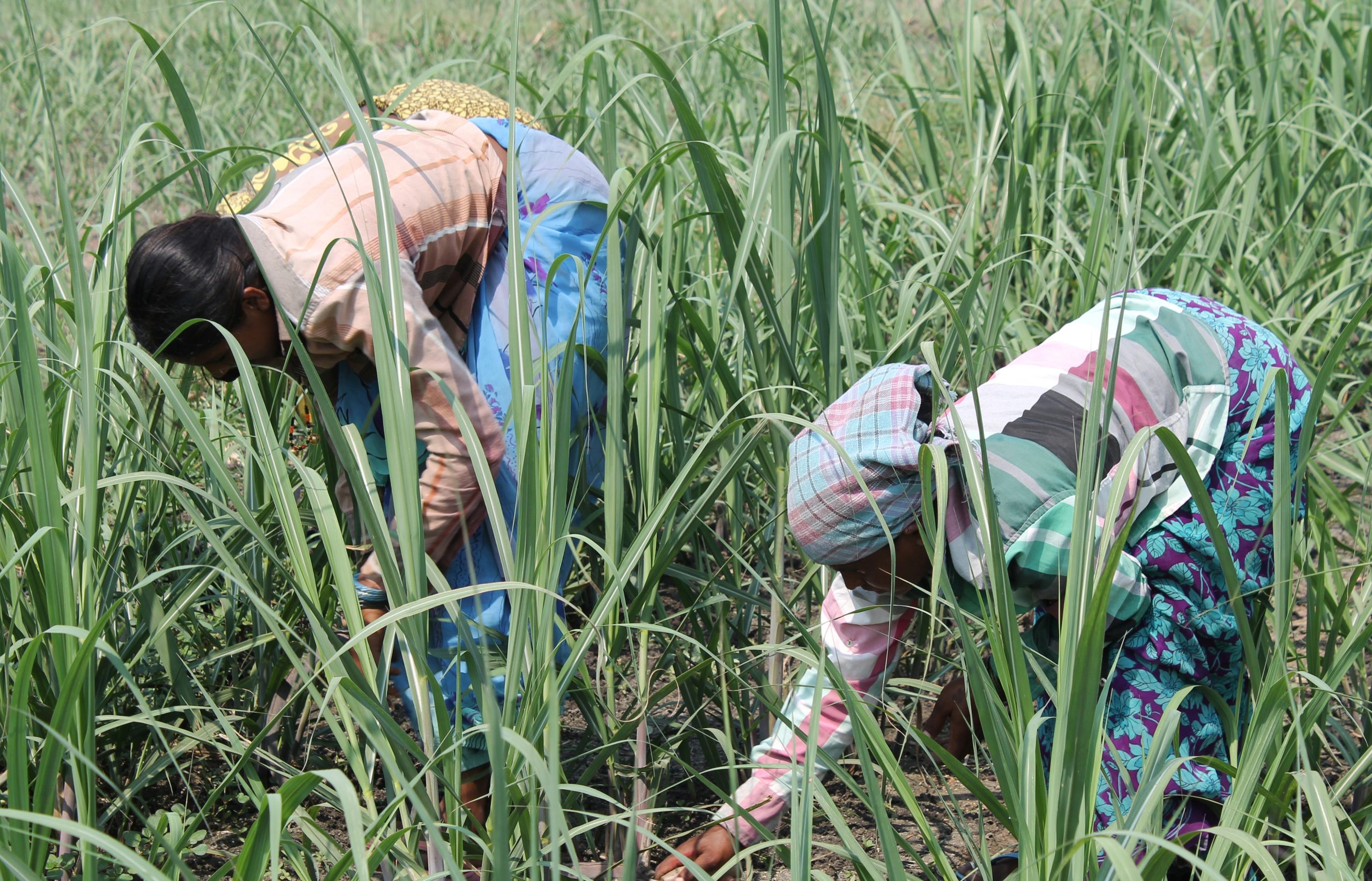 Sugarcane Varieties and Optimal Planting Seasons!