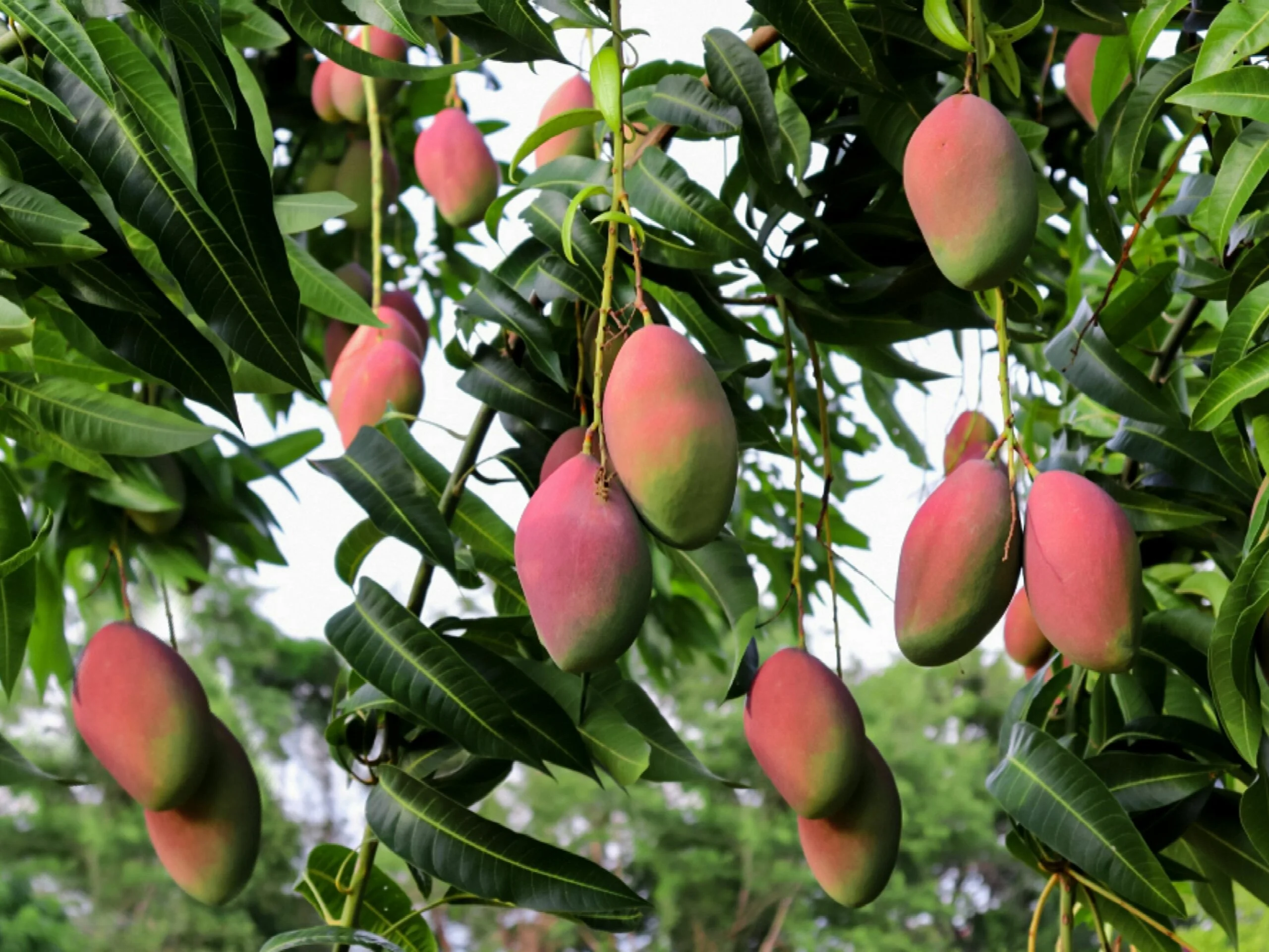 Mango Stem Borers and Shoot Borers!