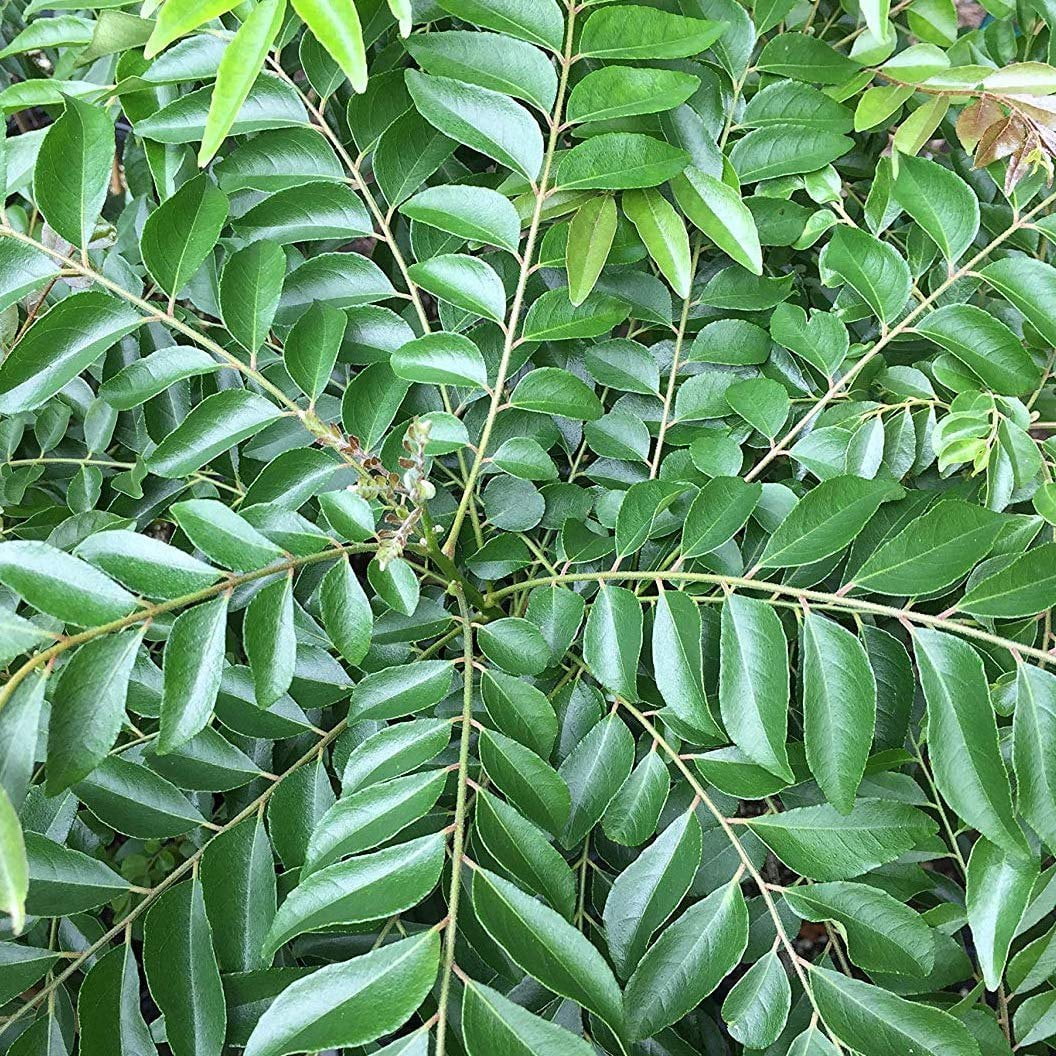 Benefits of Curry Leaves!