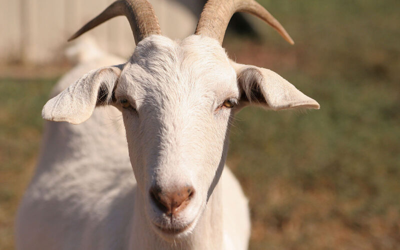 Parasites Affecting Goats!