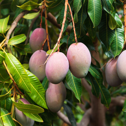 Diseases Affecting Mangoes!