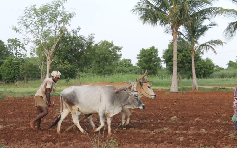 மானாவாரி