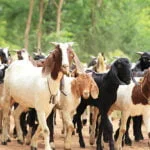 Goat Breeding and Rearing Methods!