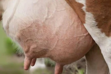 Udder Disease and Prevention Methods!