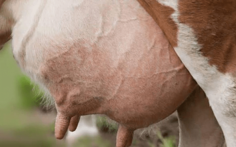 Udder Disease and Prevention Methods!