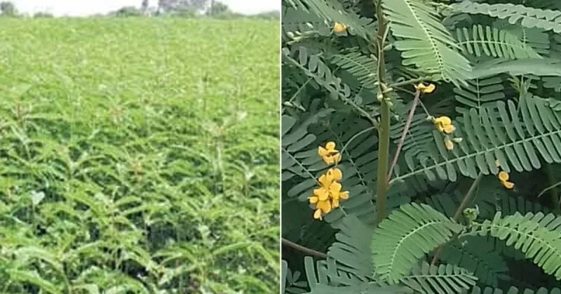 Seed Production in Green Manure Crops!