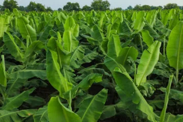 Disease Management in Banana Cultivation!