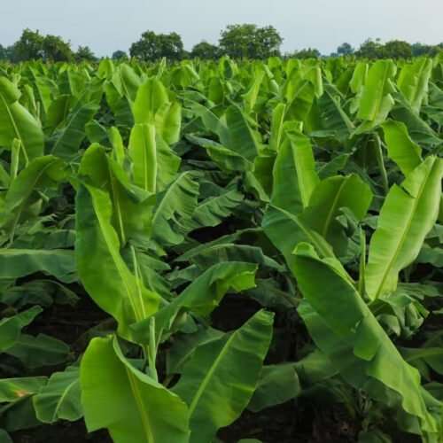 Disease Management in Banana Cultivation!