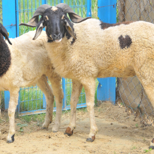 Feed Management for Goats!