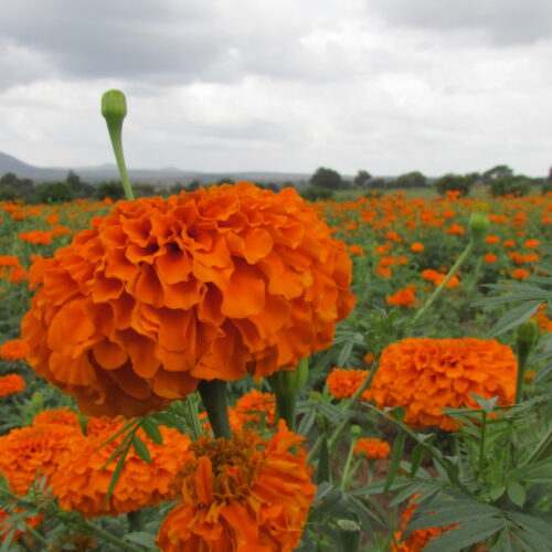 Cultivation of Chrysanthemum (Chendu Malli)!