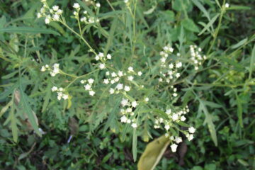 Methods to Control Parthenium Weed!