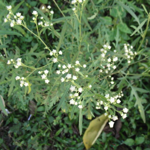 Methods to Control Parthenium Weed!