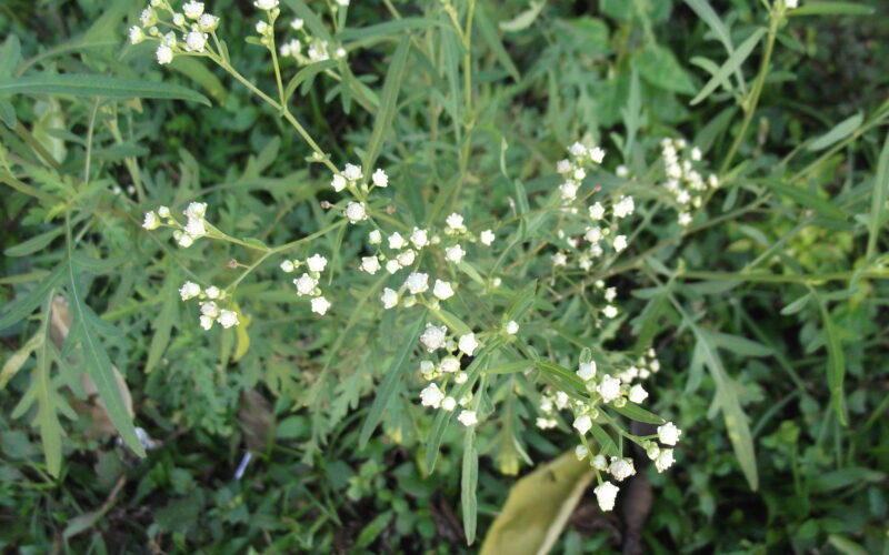 Methods to Control Parthenium Weed!