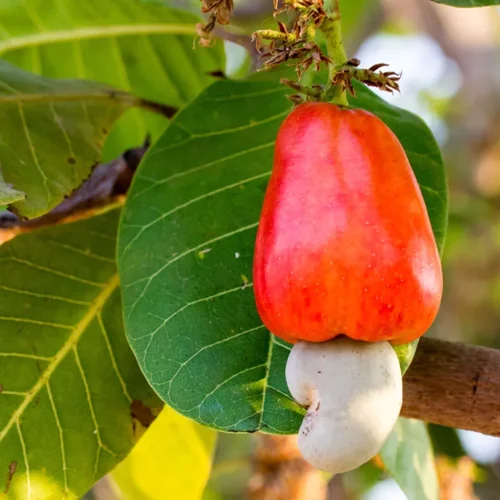 Strategies for Increasing Cashew Yield!