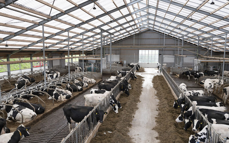 Key Considerations Before Starting a Livestock Farm!