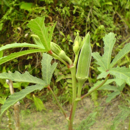 Okra Cultivation!