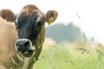 Summer Livestock Care!