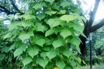 Nutrient-Rich Tree Fodder!