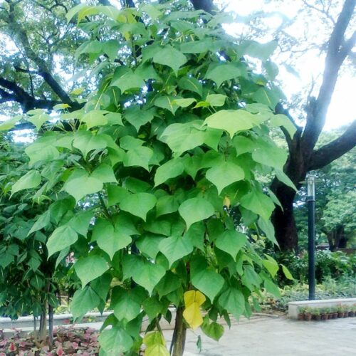 Nutrient-Rich Tree Fodder!