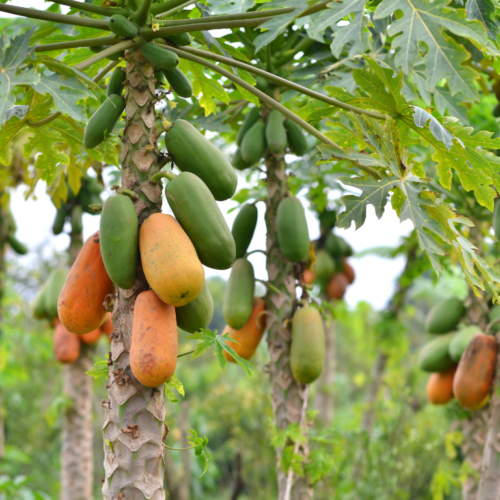 Diseases Affecting Papaya!