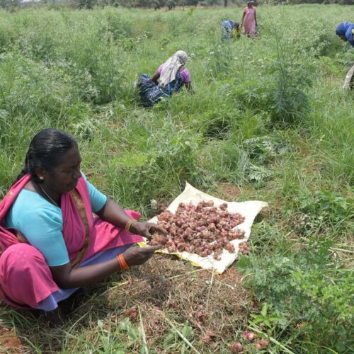 Water and Fertilizer Management in Small Onion Cultivation!