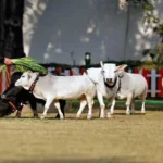 Punganur Dwarf Cows for Superior Milk Production!