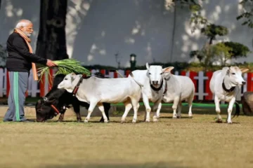 Punganur Dwarf Cows for Superior Milk Production!