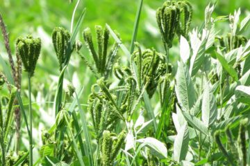 Ragi Cultivation in the Aadi Planting Season!