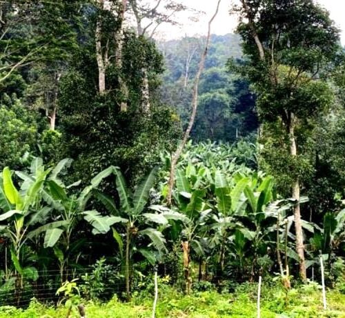 Hill Banana Cultivation!