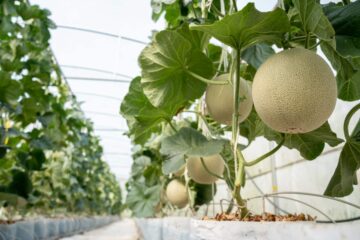 Cultivation Techniques for Muskmelon!