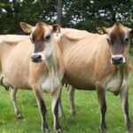 Herbal Remedies to Induce Fertility in Infertile Cows!