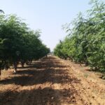 Moringa Cultivation Techniques!