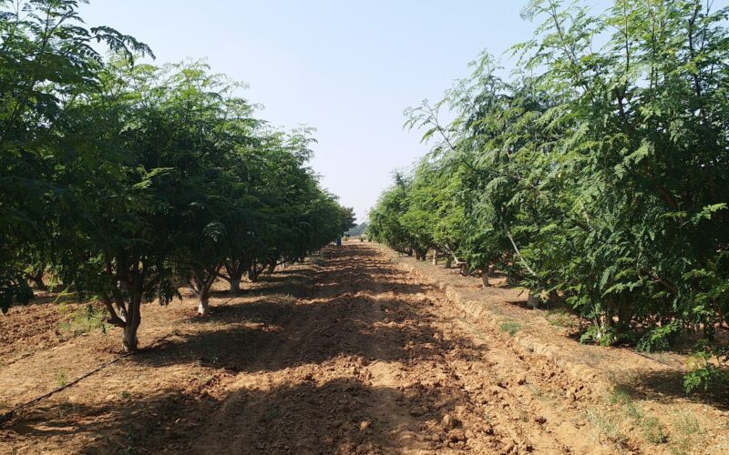 Moringa Cultivation Techniques!