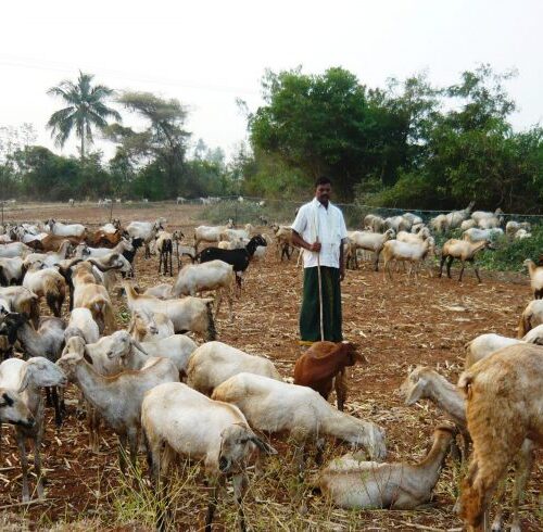 Raising Goats Across the Nation! – The Goat-Rearing Life of Farmer Pothikulam Bharatham!