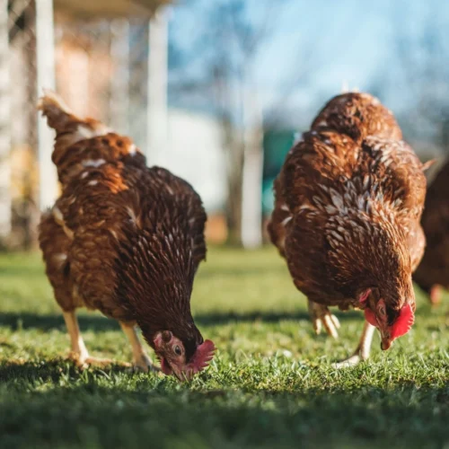 Zero-Cost Poultry Farming!