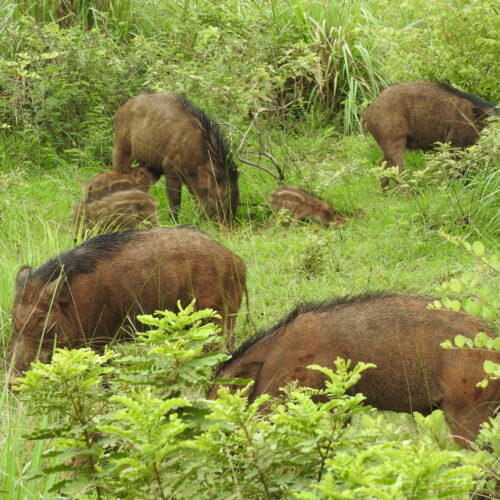 Natural Repellent to Ward Off Wild Boars!