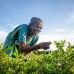 Cultivation of (Gundumalli) Jasmine!