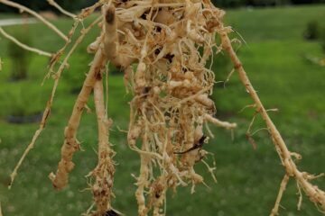 Root-Knot Nematodes Affecting Horticultural Crops!