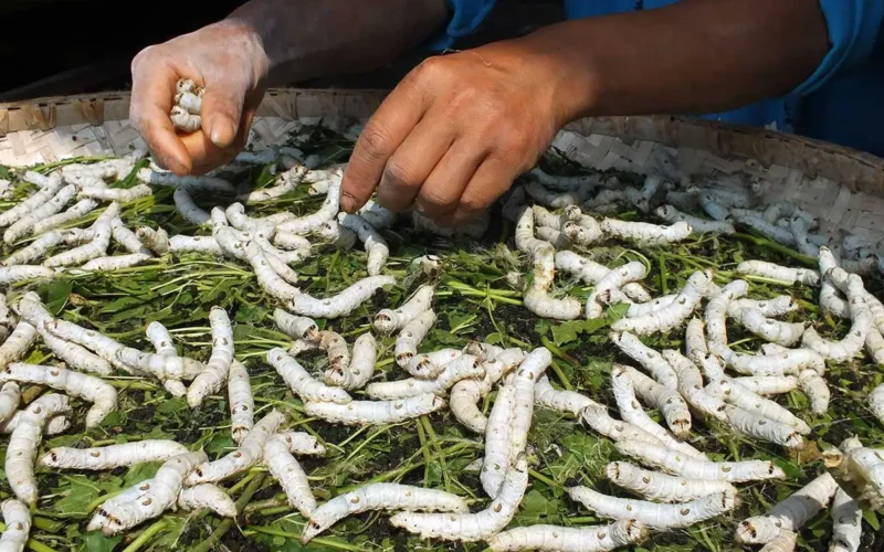 Muscardine Disease Affecting Silkworms!