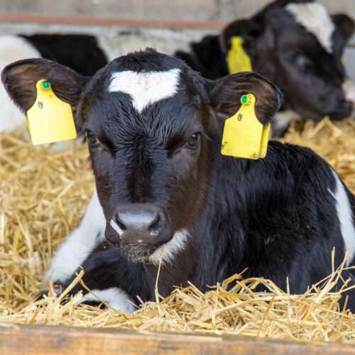 Diseases Affecting Young Calves!